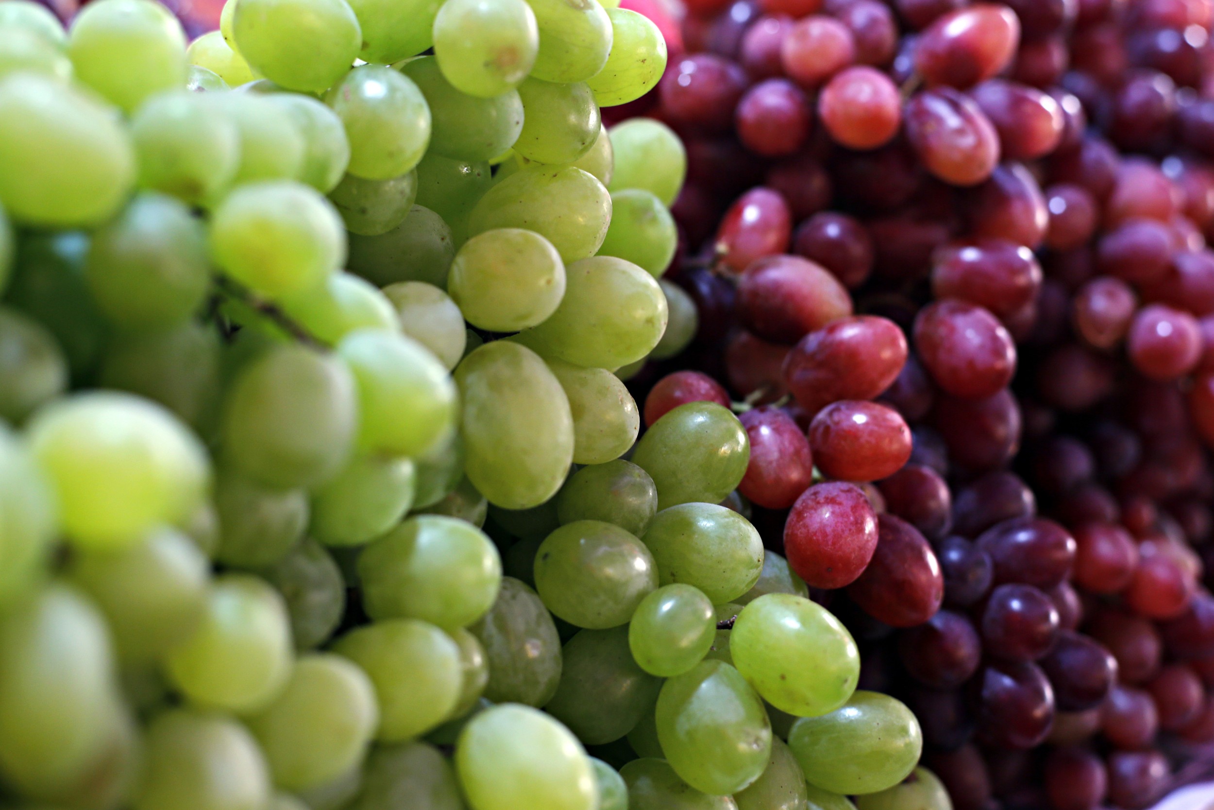 melhores uvas para vinho