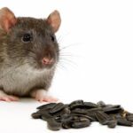 Melhores Venenos para Ratos