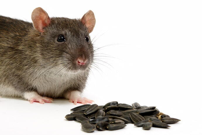 Melhores Venenos para Ratos