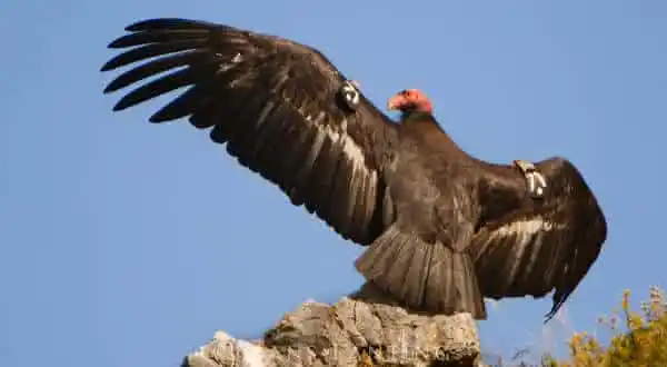 Condor-da-califórnia (Gymnogyps californianus)