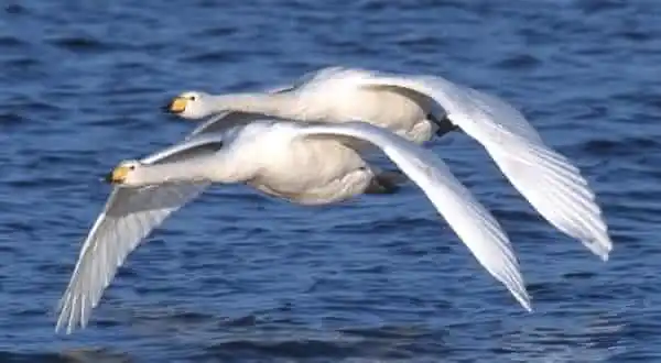 Cisne-bravo (Cygnus cygnus)