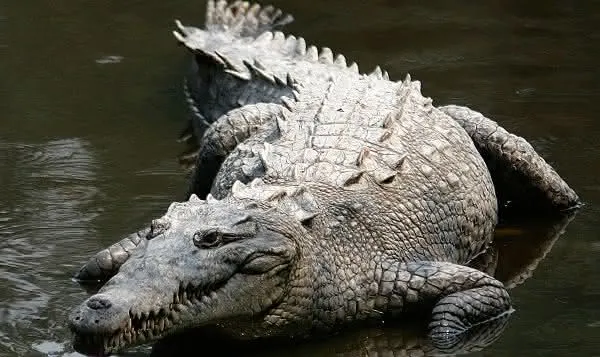 Crocodilo Americano