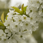 Flor de Cerejeira