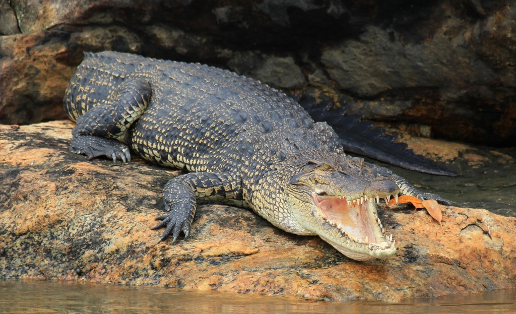 Crocodilo-Marinho