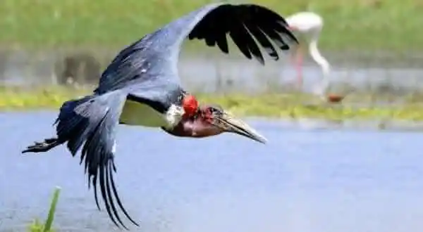 Marabu (Leptoptilos crumeniferus)