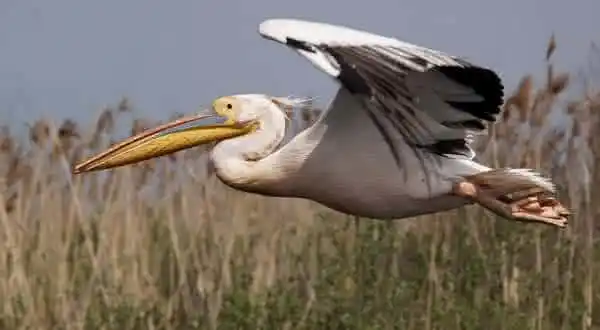 Pelicano-branco (Pelecanus onocrotalus)