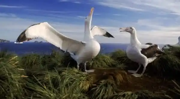 Albatroz-errante (Diomedea exulans)