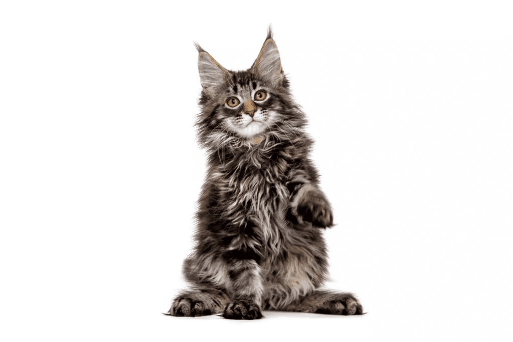 Maine Coon