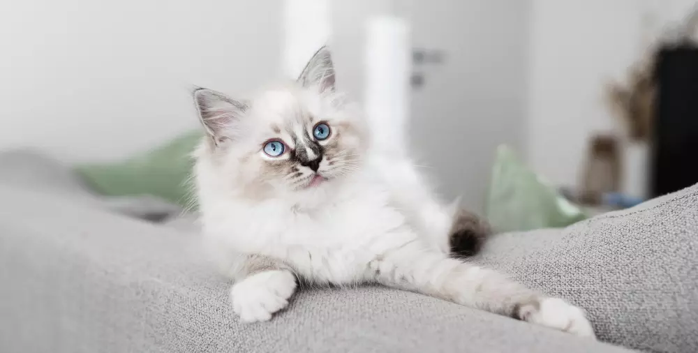 gato Ragdoll