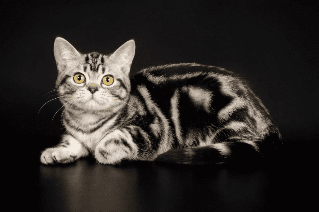 American Shorthair